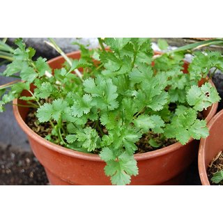 144118561-97481930-1551903926