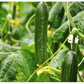 150258887-108270560-1593701834