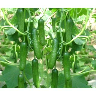 150258887-108270580-1593702413