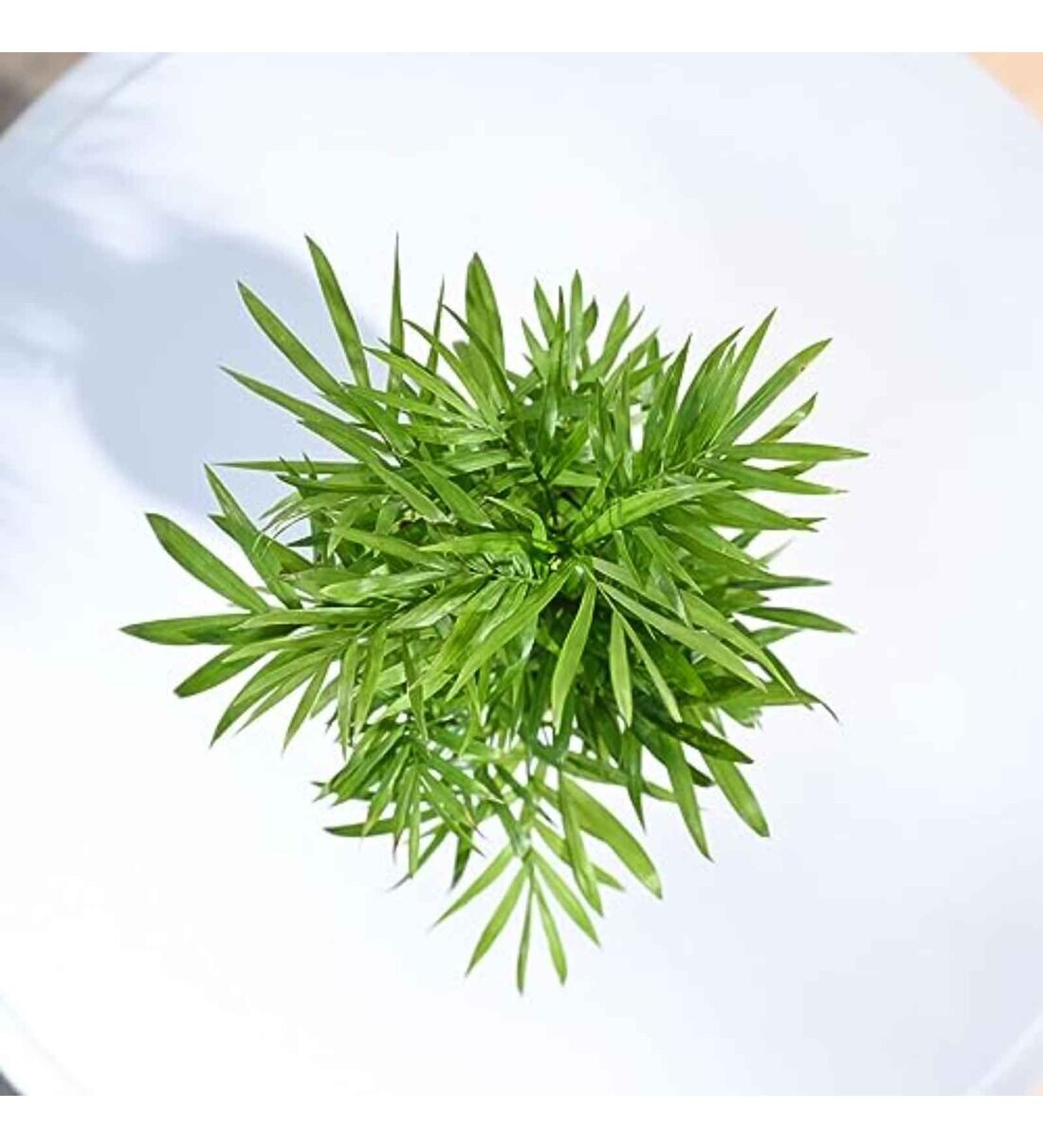 bamboo-palm-plant-grow-pot-bamboo-palm-plant-grow-pot-ad0ezj